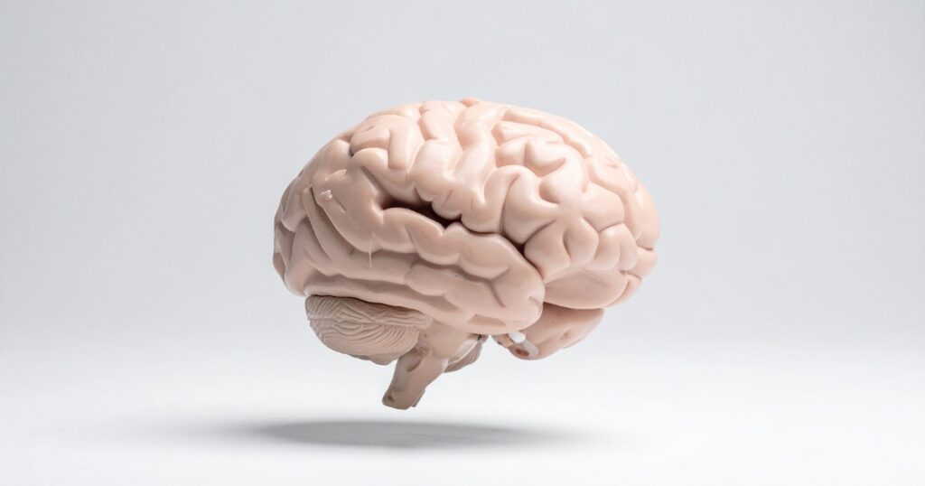 what are the parts of the brain — featured image